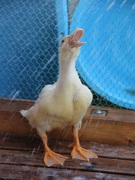 Ђ邳